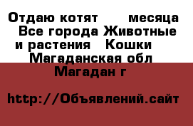 Отдаю котят. 1,5 месяца - Все города Животные и растения » Кошки   . Магаданская обл.,Магадан г.